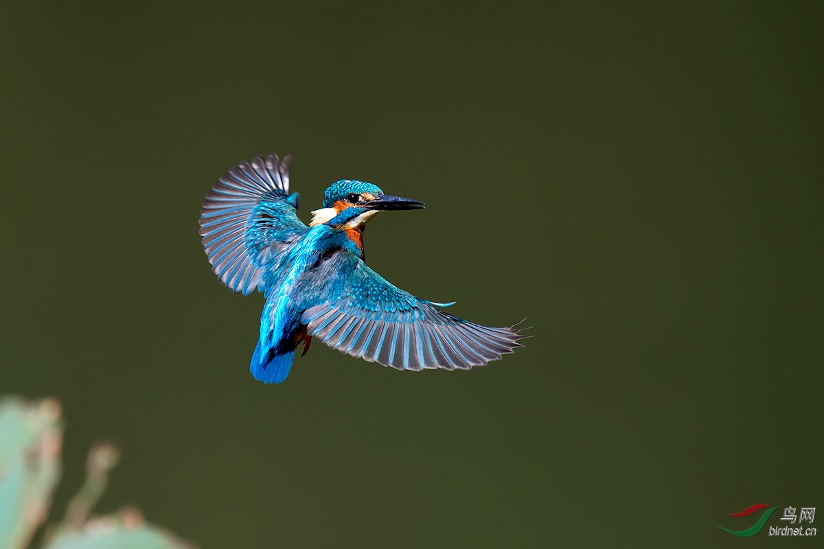 DSC_p6263.jpg