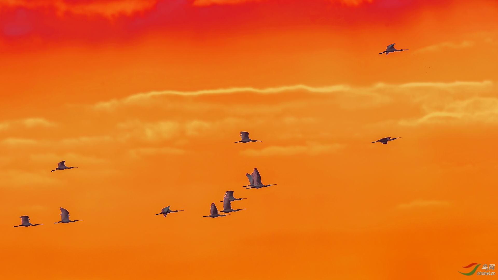 红霞满天琵鹭飞