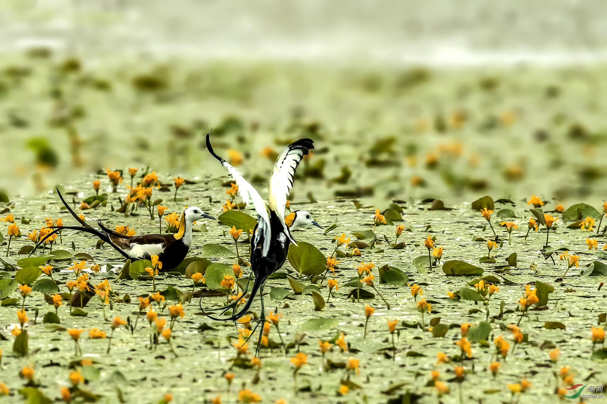 _DSC6598-1-�ָ���.jpg