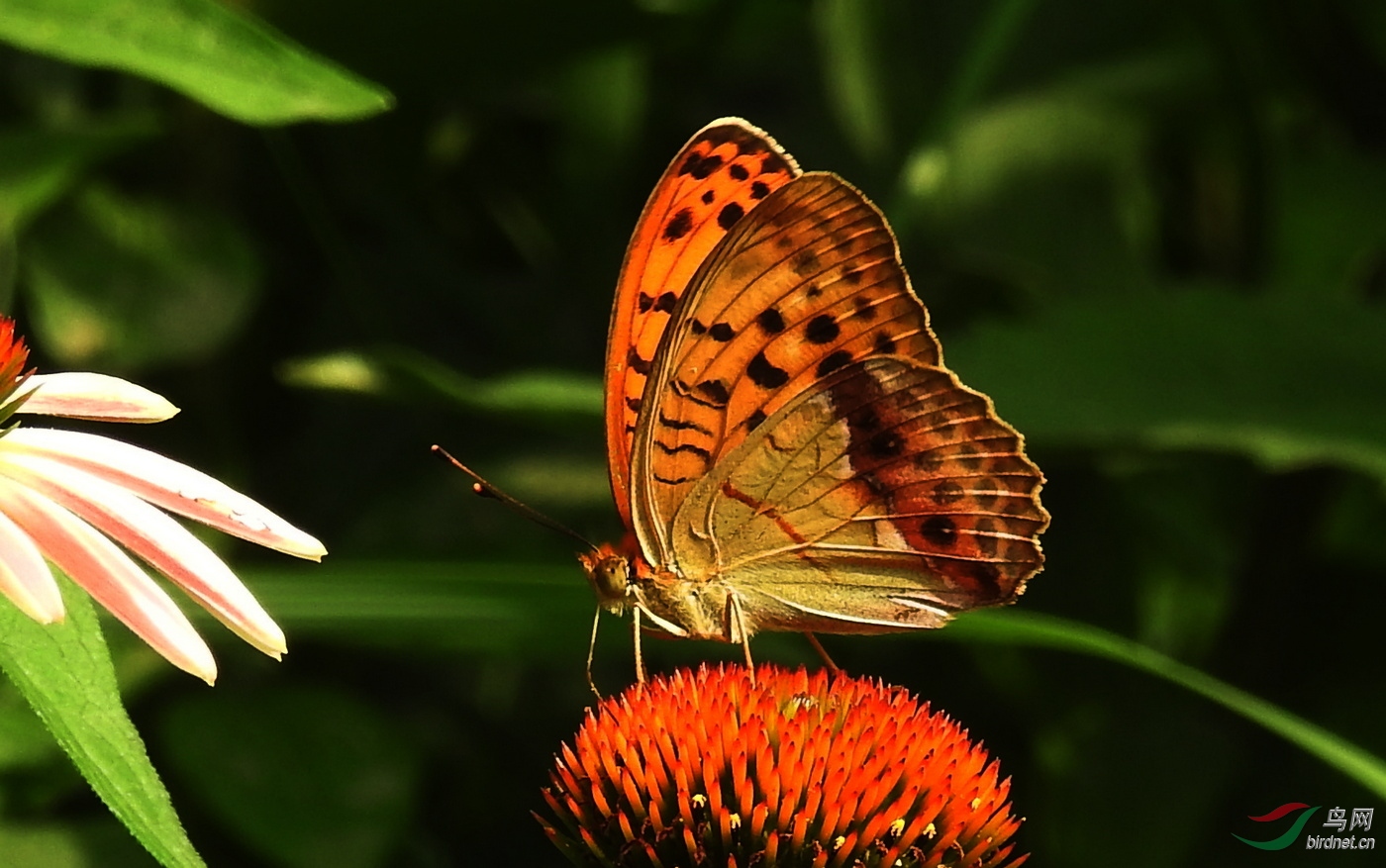 DSCN4485.JPG