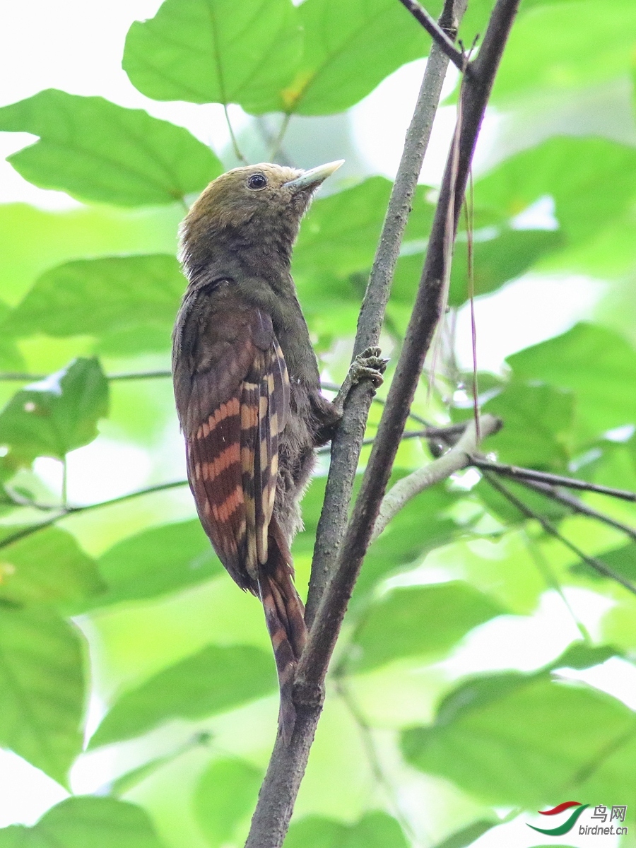 虫朋鸟友 老师拍摄于福建省南平市.jpg