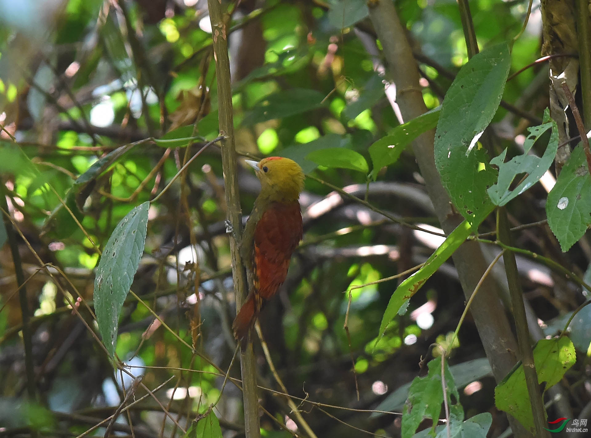 雄)鸟林细语 老师拍摄于云南省德宏傣族景颇族自治州500.jpg
