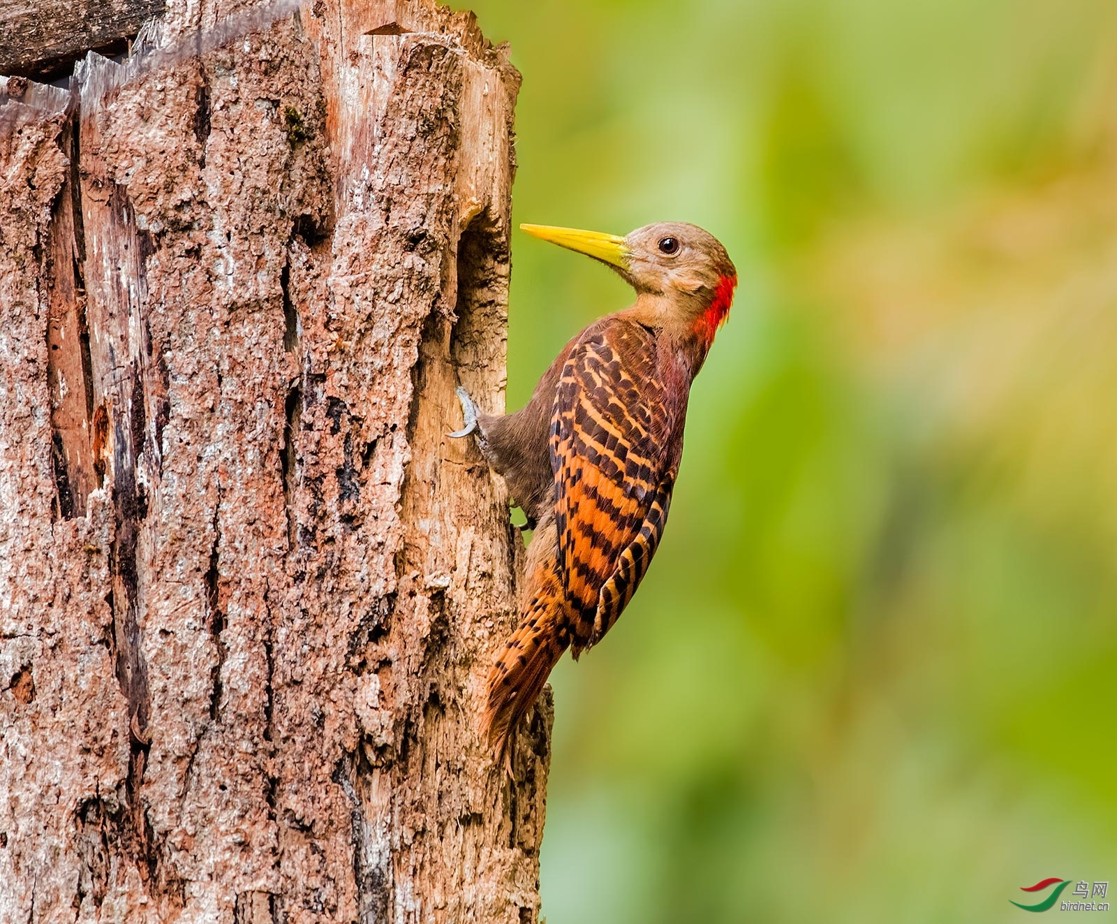 ���� ��ʦ����.jpg