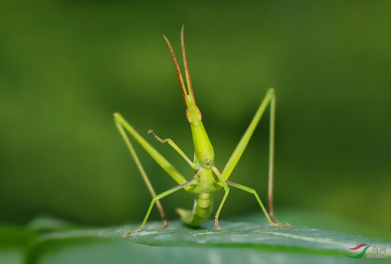 DSC_3748 �������� �������� ��������.jpg