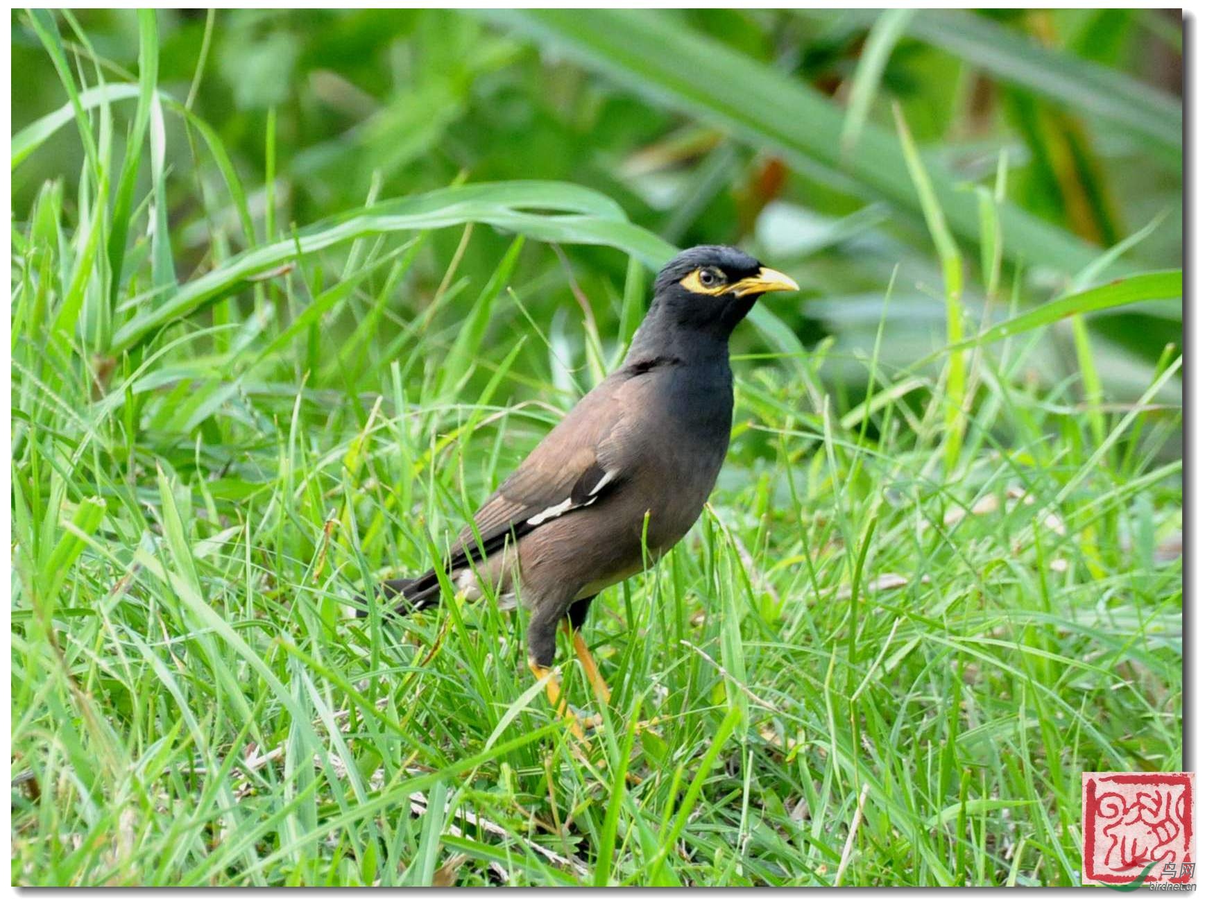 1149. �Ұ˸� Common Myna(Acridotheres tristis)���_���A��2783_����.jpg