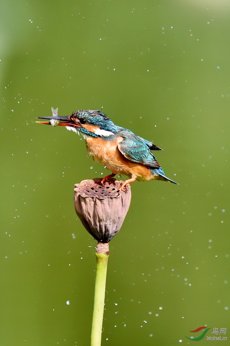 DSC_6229.JPG