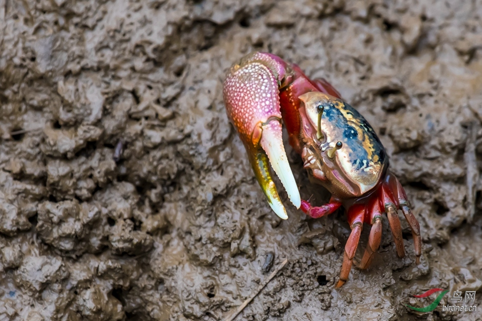 弧边招潮蟹