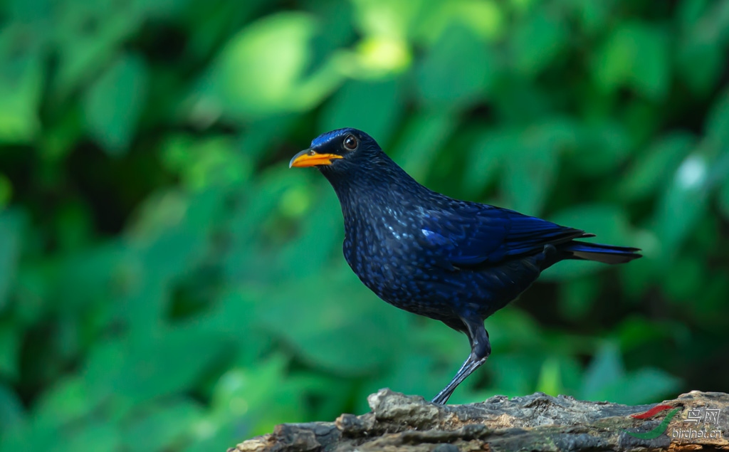 DSC_2085-0.jpg