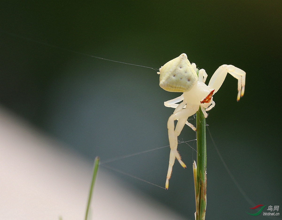 蟹蛛的午餐