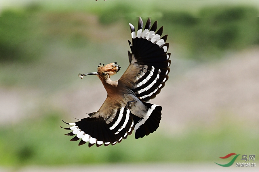 _DSC 8511 ����.jpg