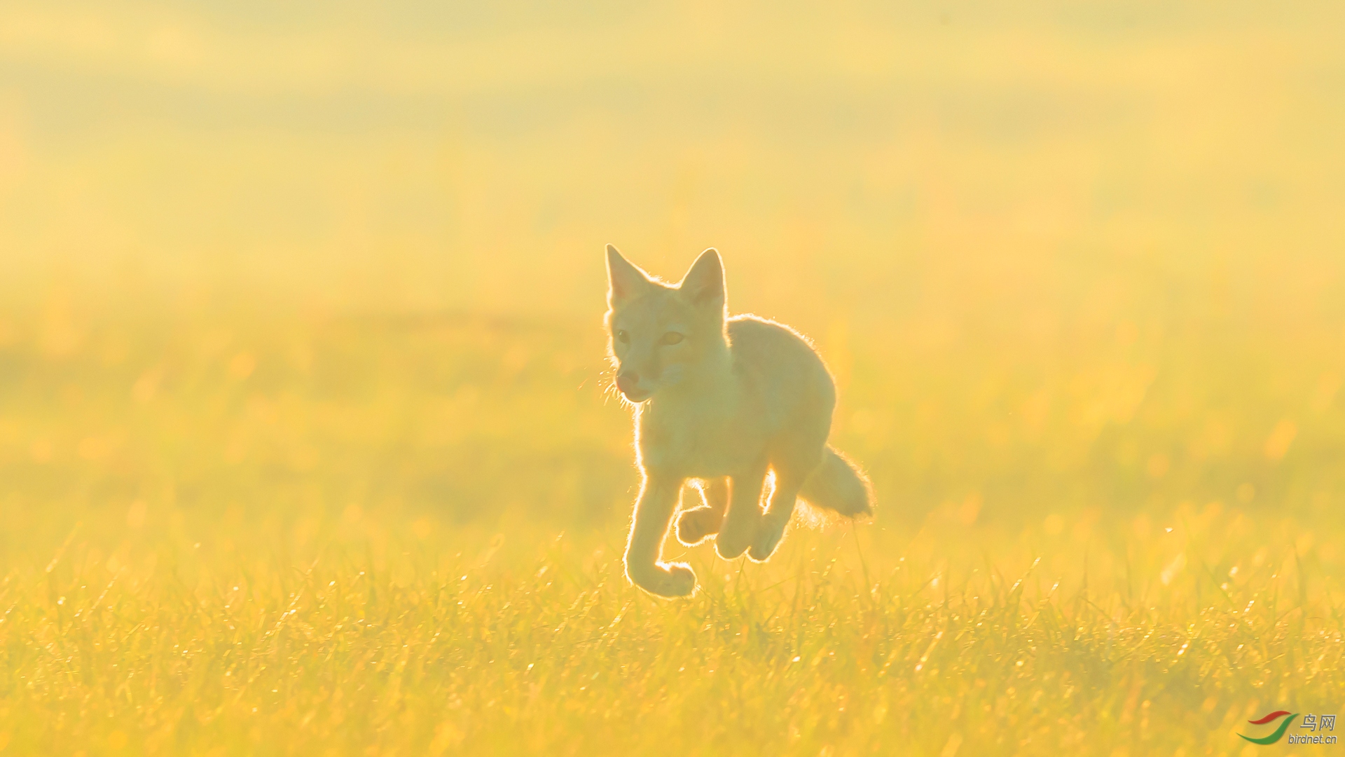 晨光中奔跑的小狐狸