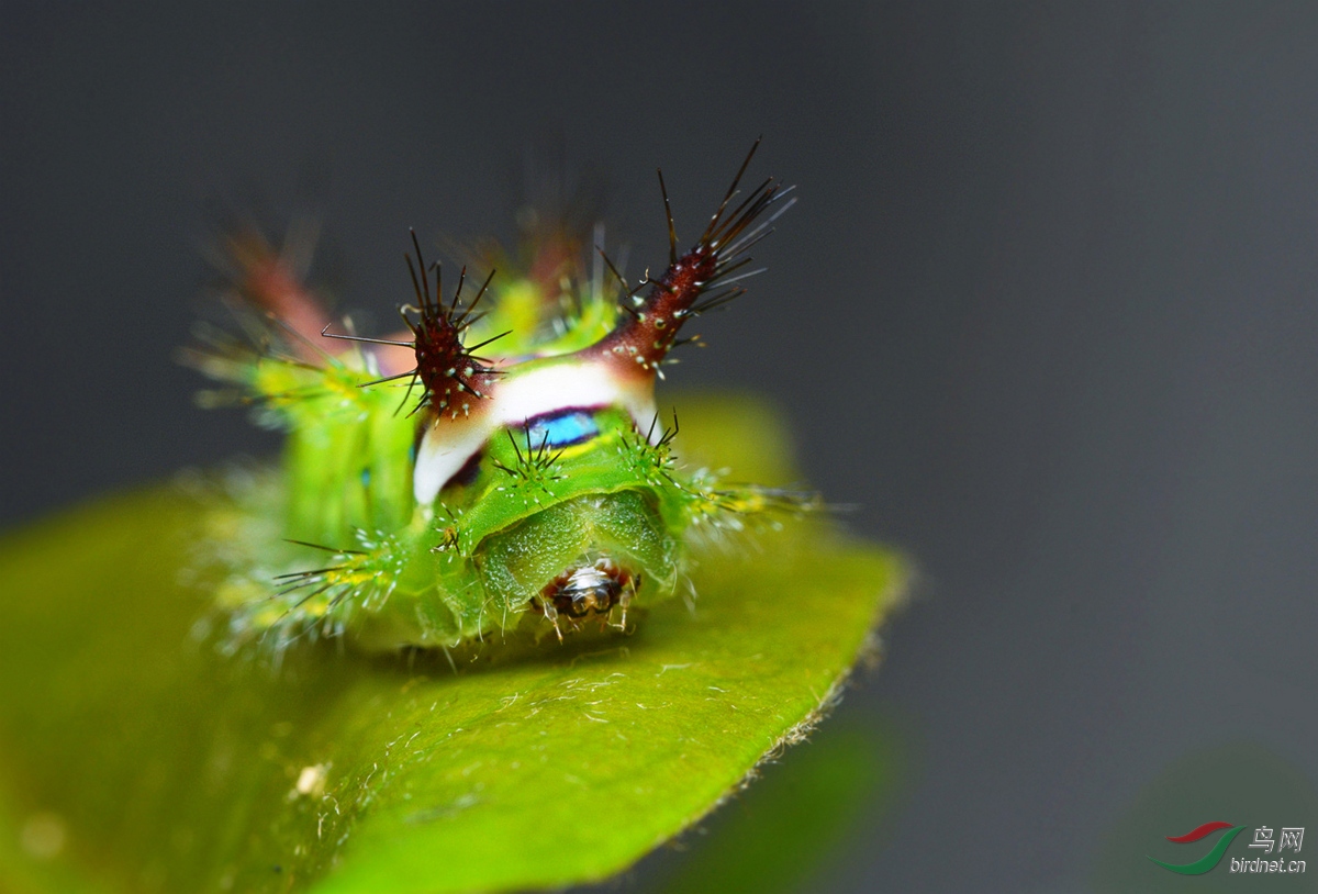 DSC_3221 - ���� - ����.JPG