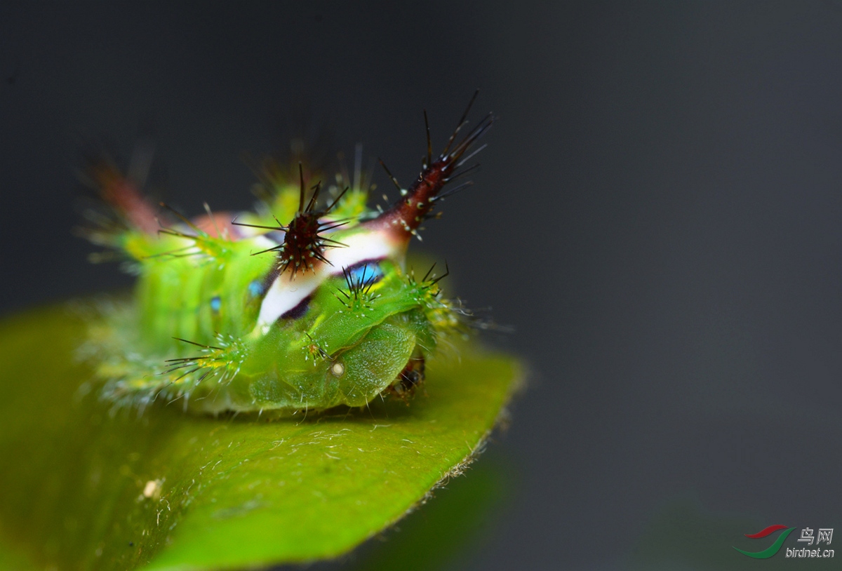 DSC_3220 - ���� - ����.JPG