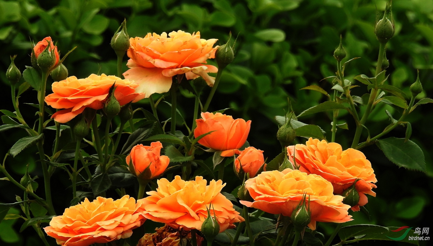 DSCN2492.JPG