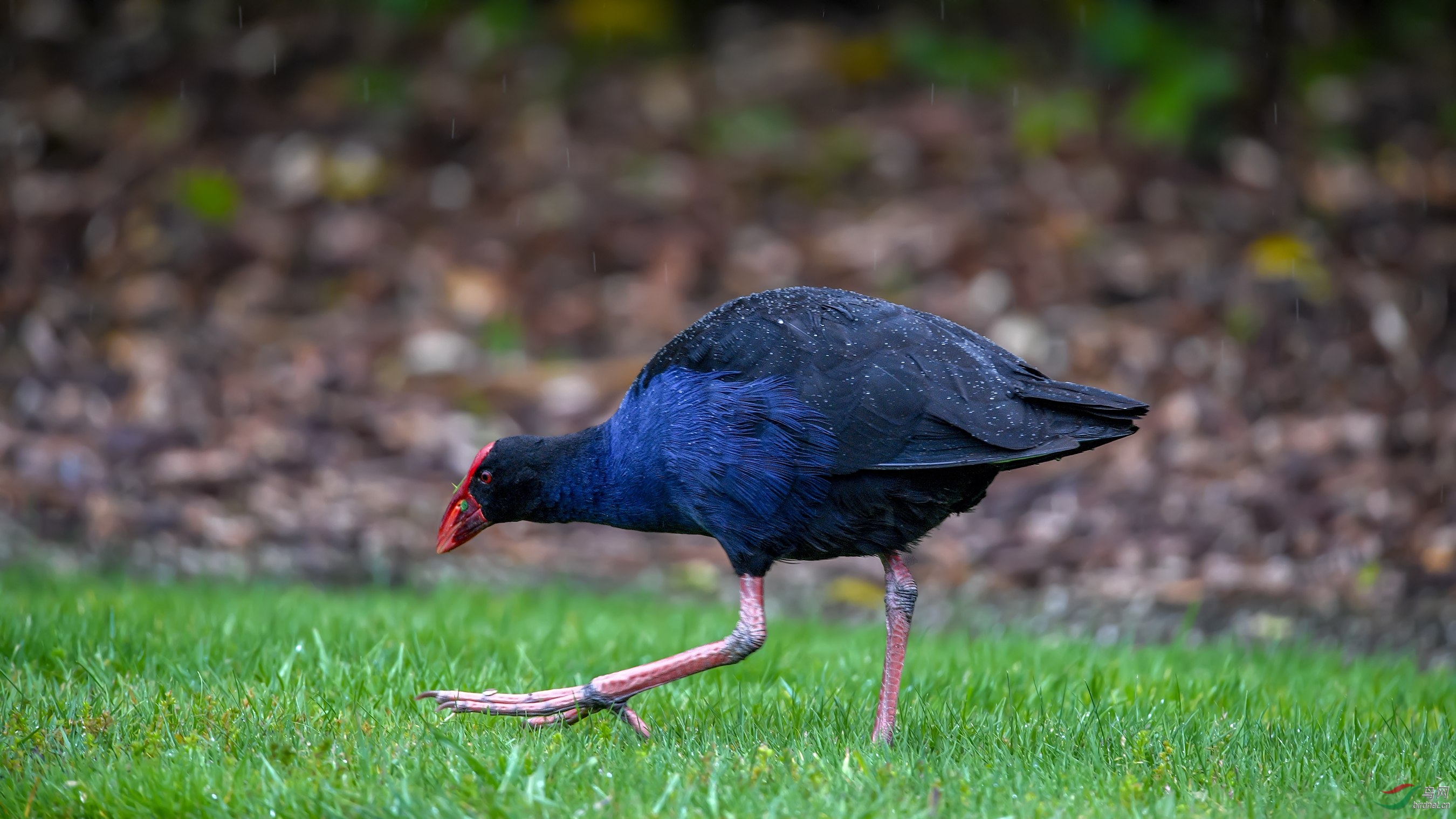 DSC_01161.jpg