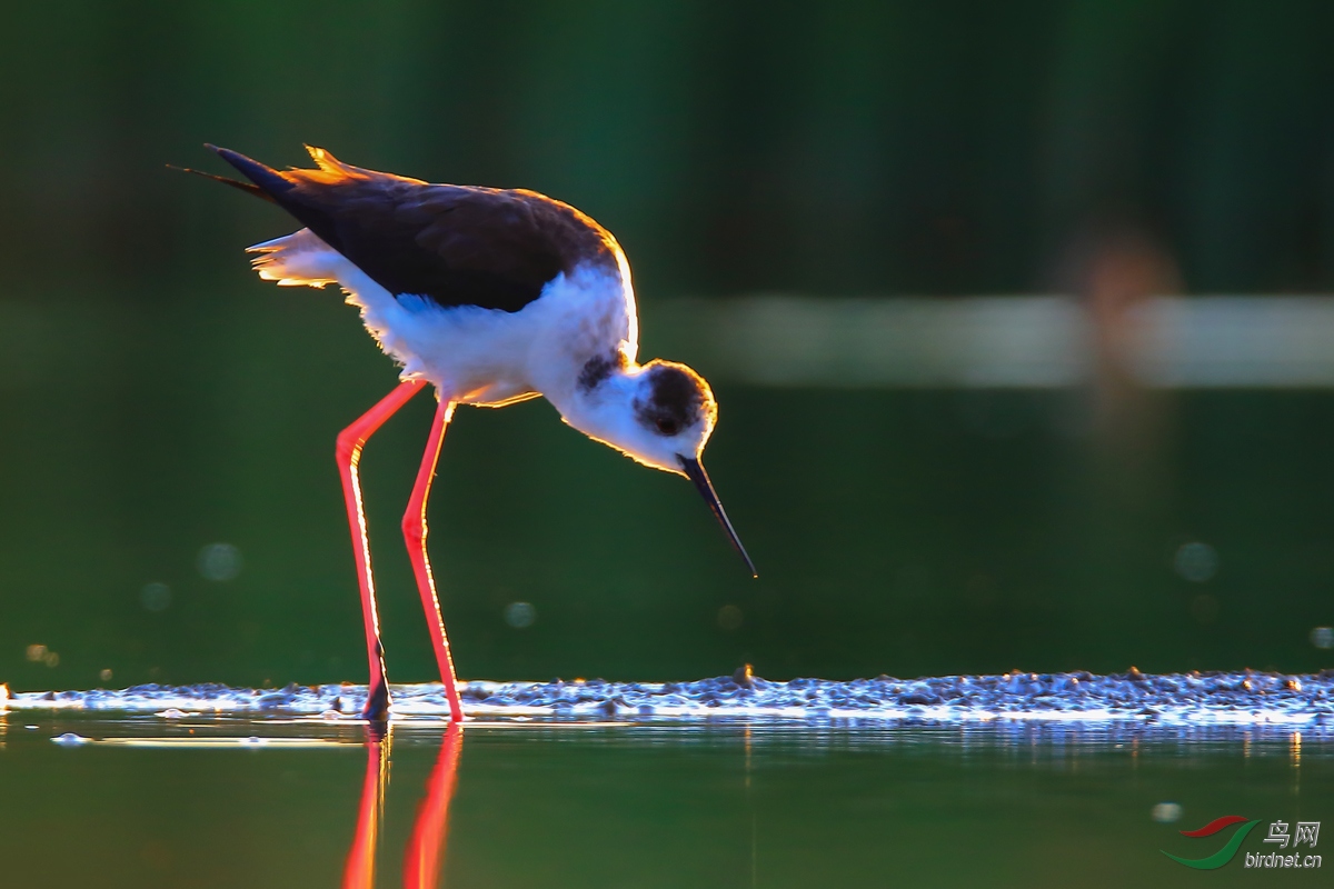 �ڳ᳤����