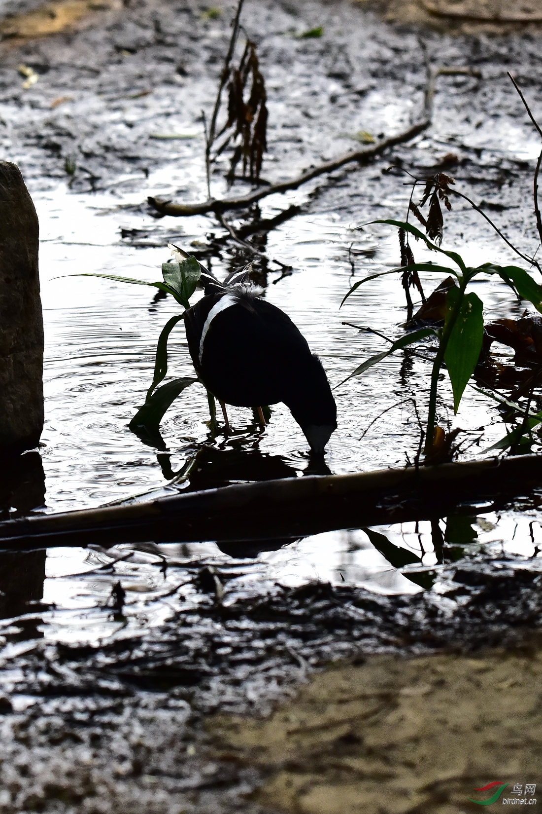 DSC_0401.JPG