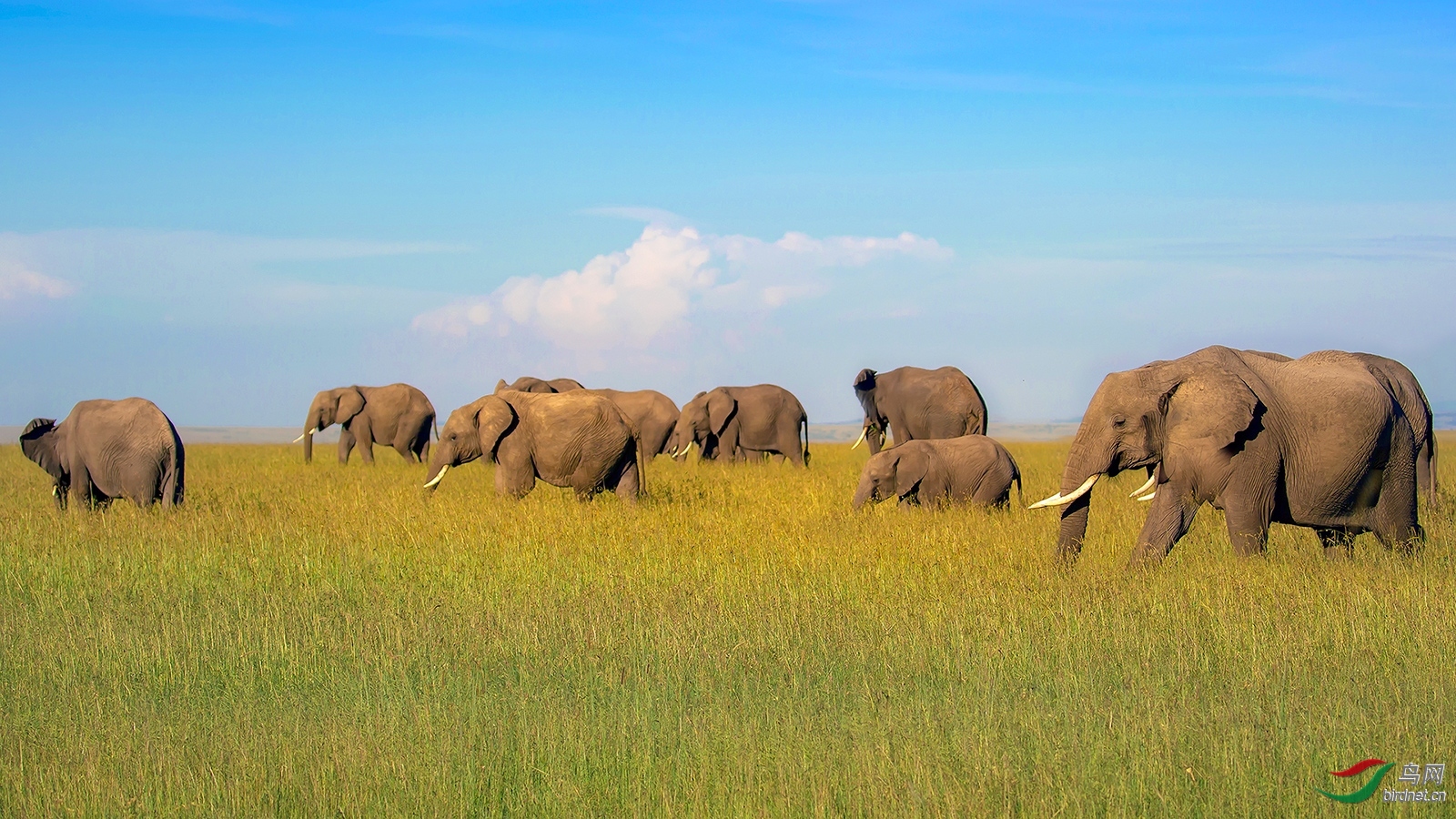 慧卿老师作品----非洲象群  荣获2020年6月29日  本版佳作!jpg
