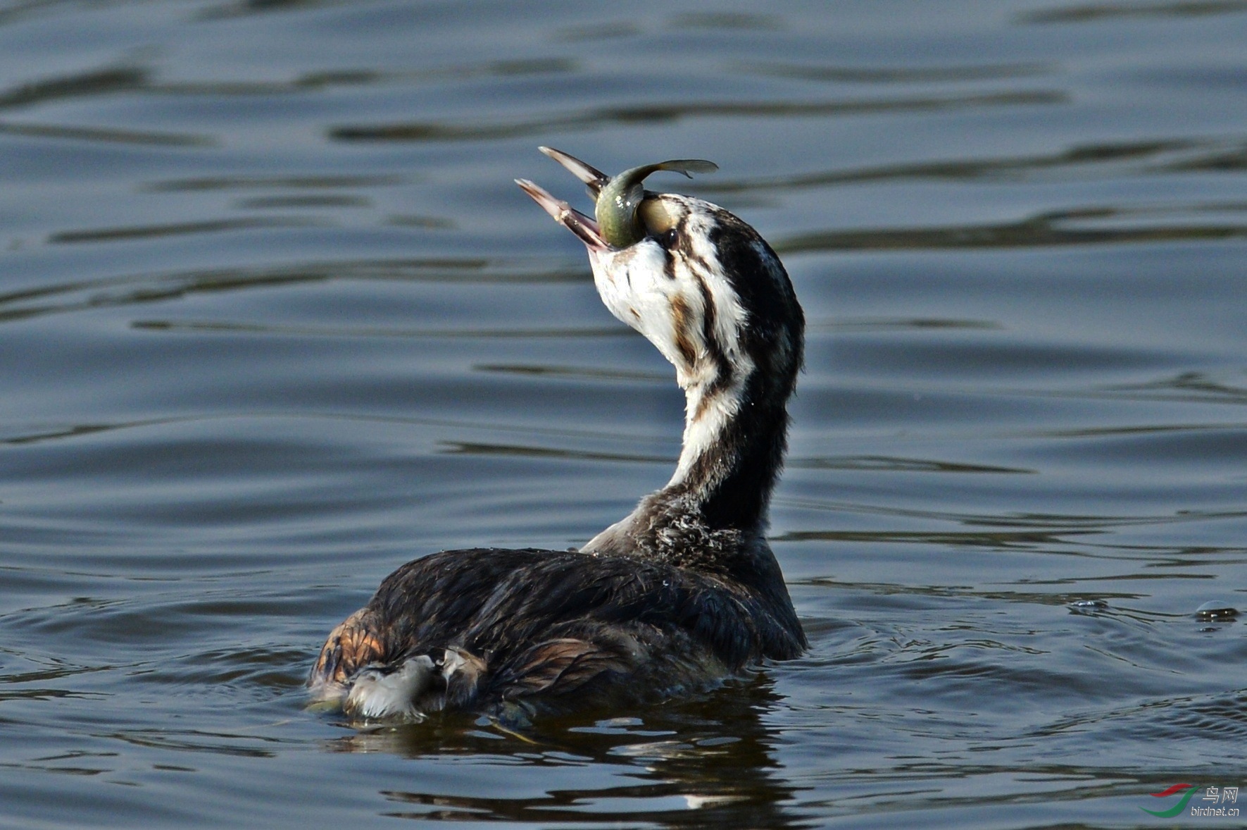小鸊鷉显示觅食成果