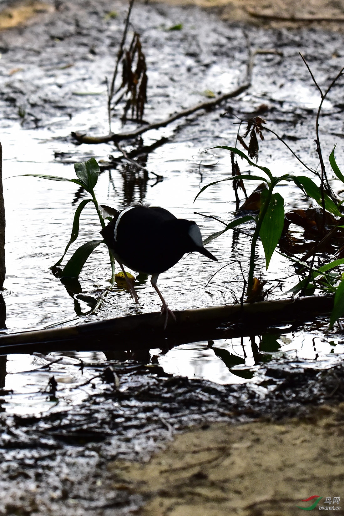 DSC_0405.JPG
