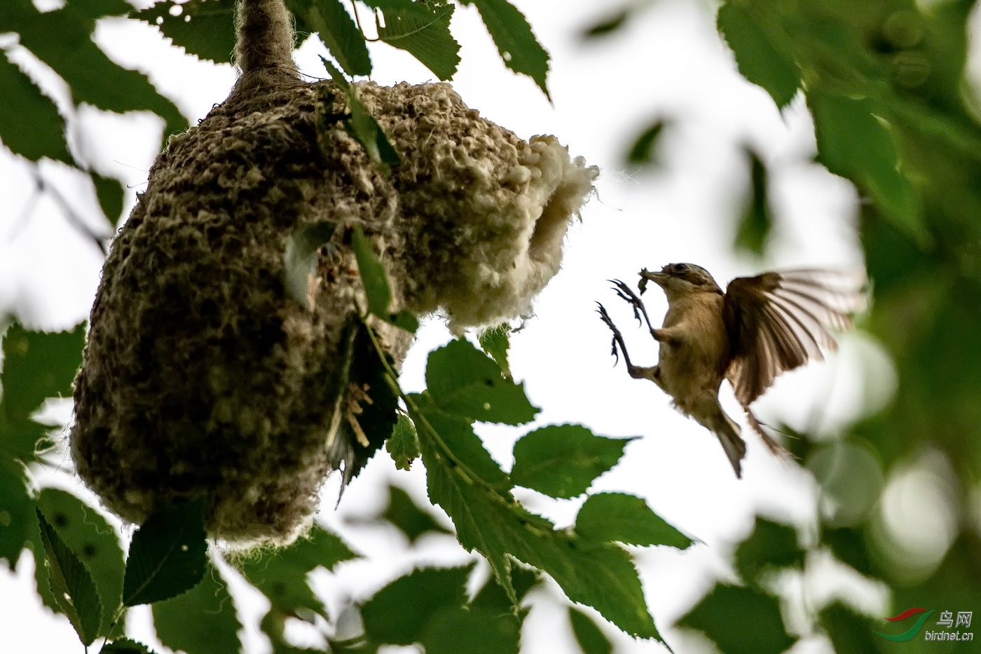 归巢与离巢的攀雀.