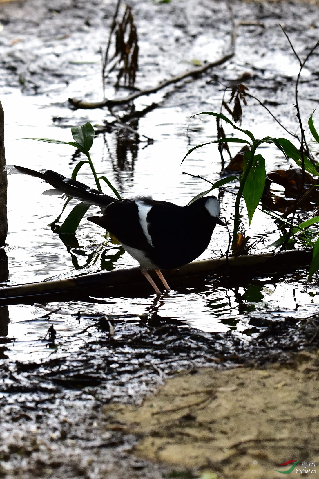 DSC_0407.JPG