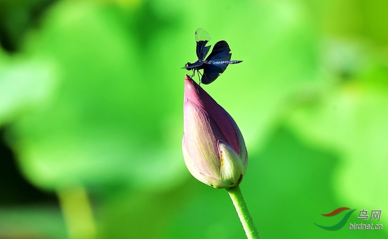 ������11  �ټ�����  1137.jpg