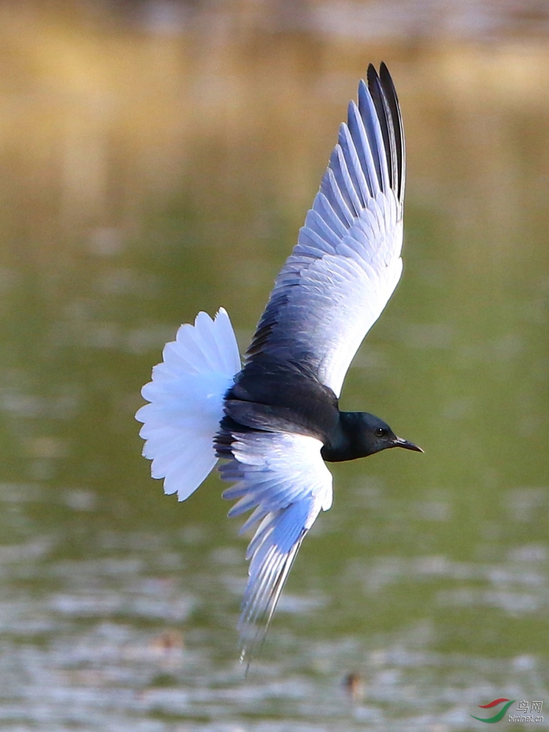 白翅浮鸥
