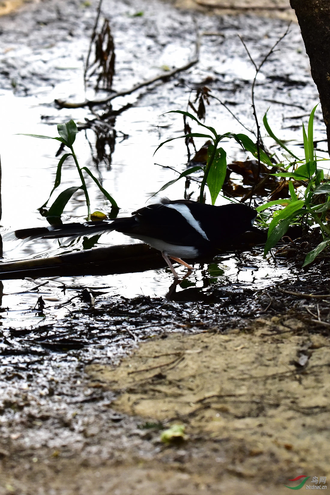 DSC_0411.JPG