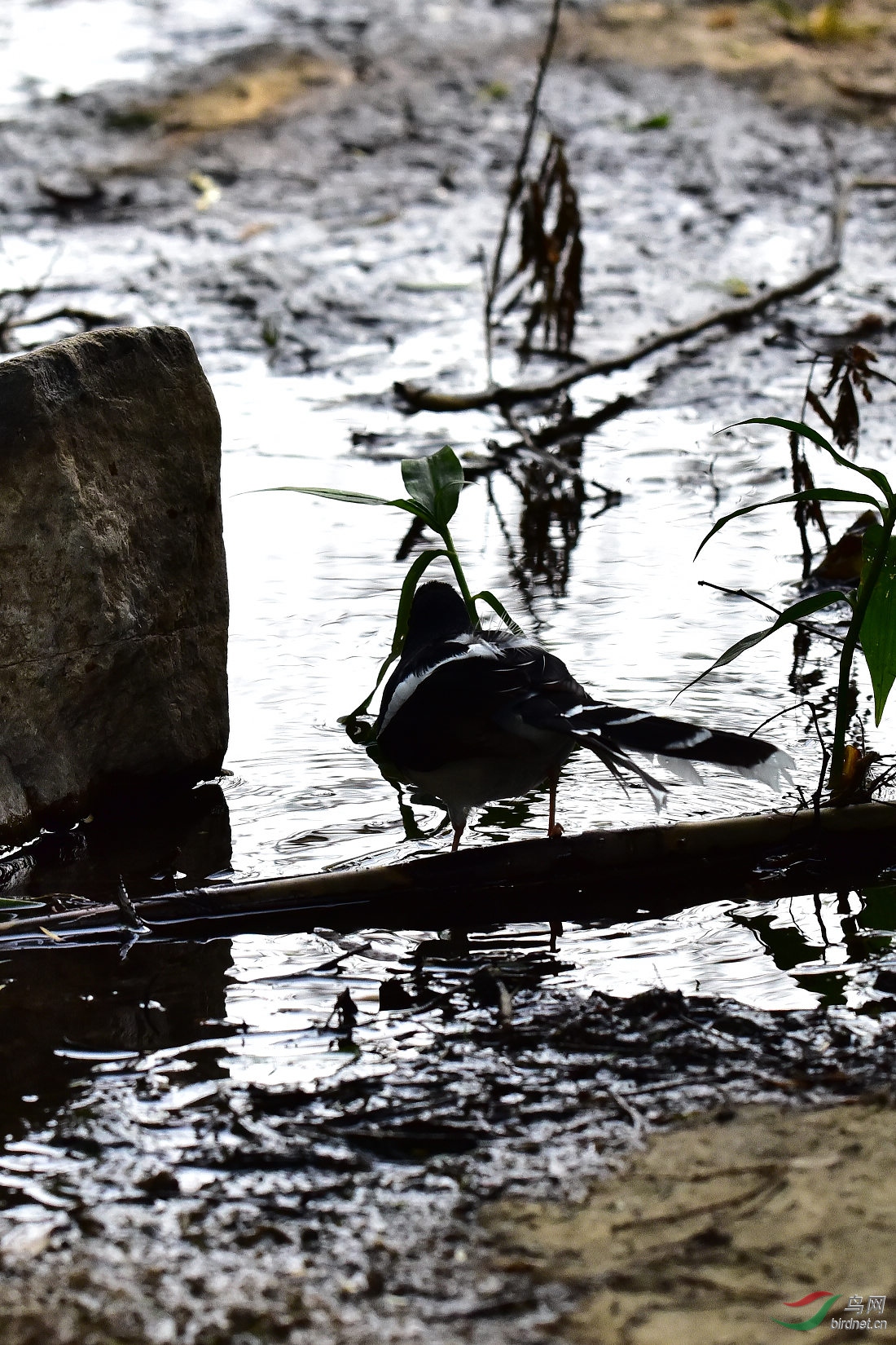 DSC_0415.JPG