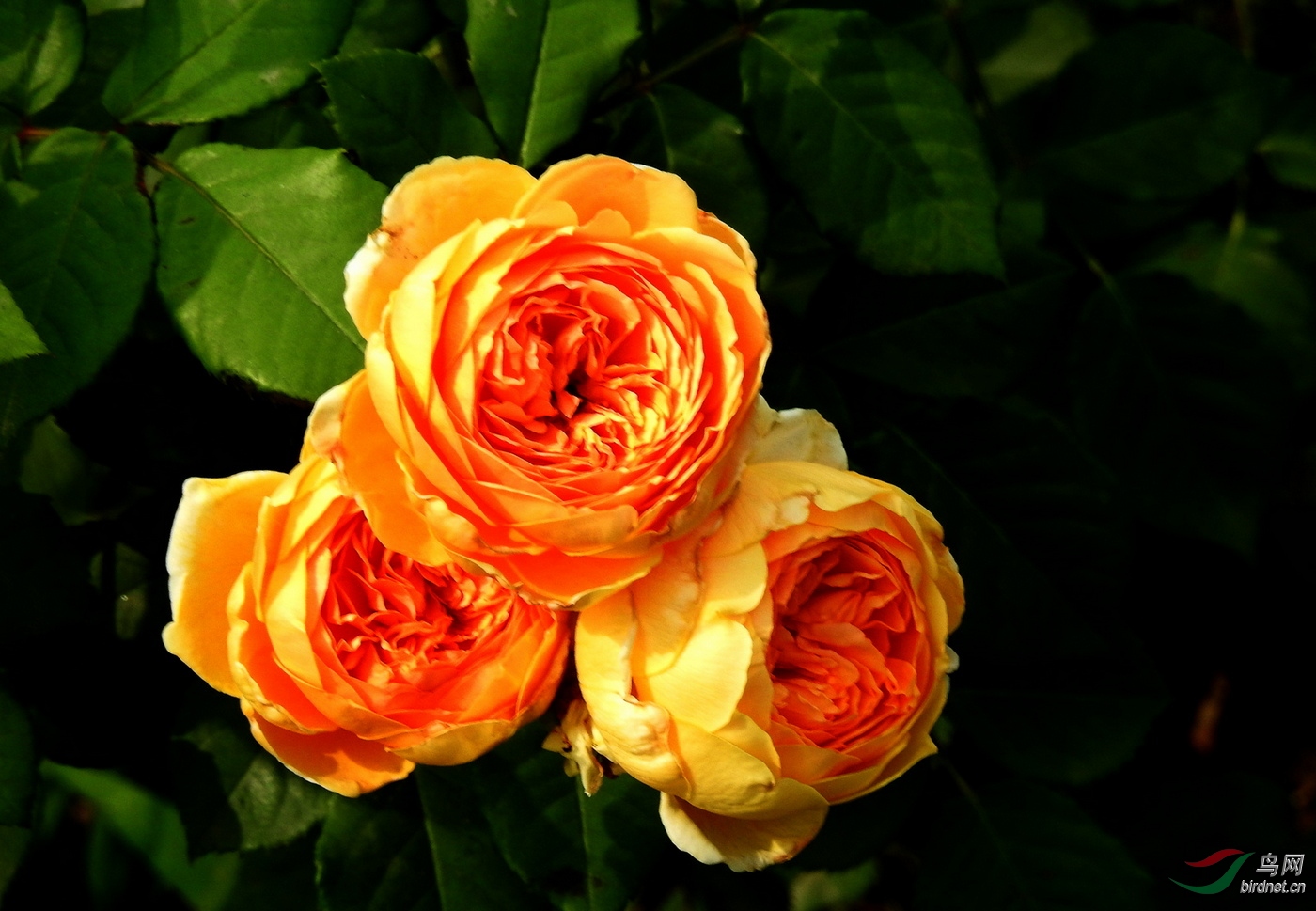 DSCN2586.JPG