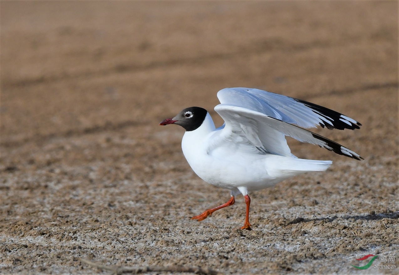 ��Ÿ �γ��ط�ǹ����ˮ�� (19).JPG