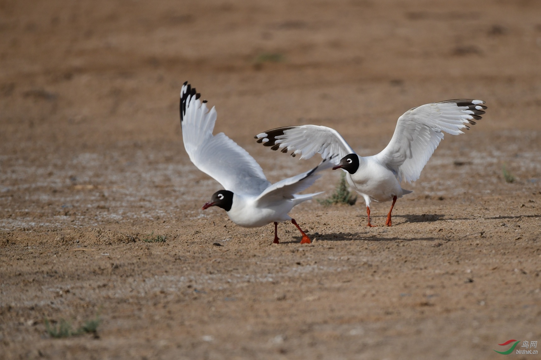 ��Ÿ �γ��ط�ǹ����ˮ�� (16).JPG