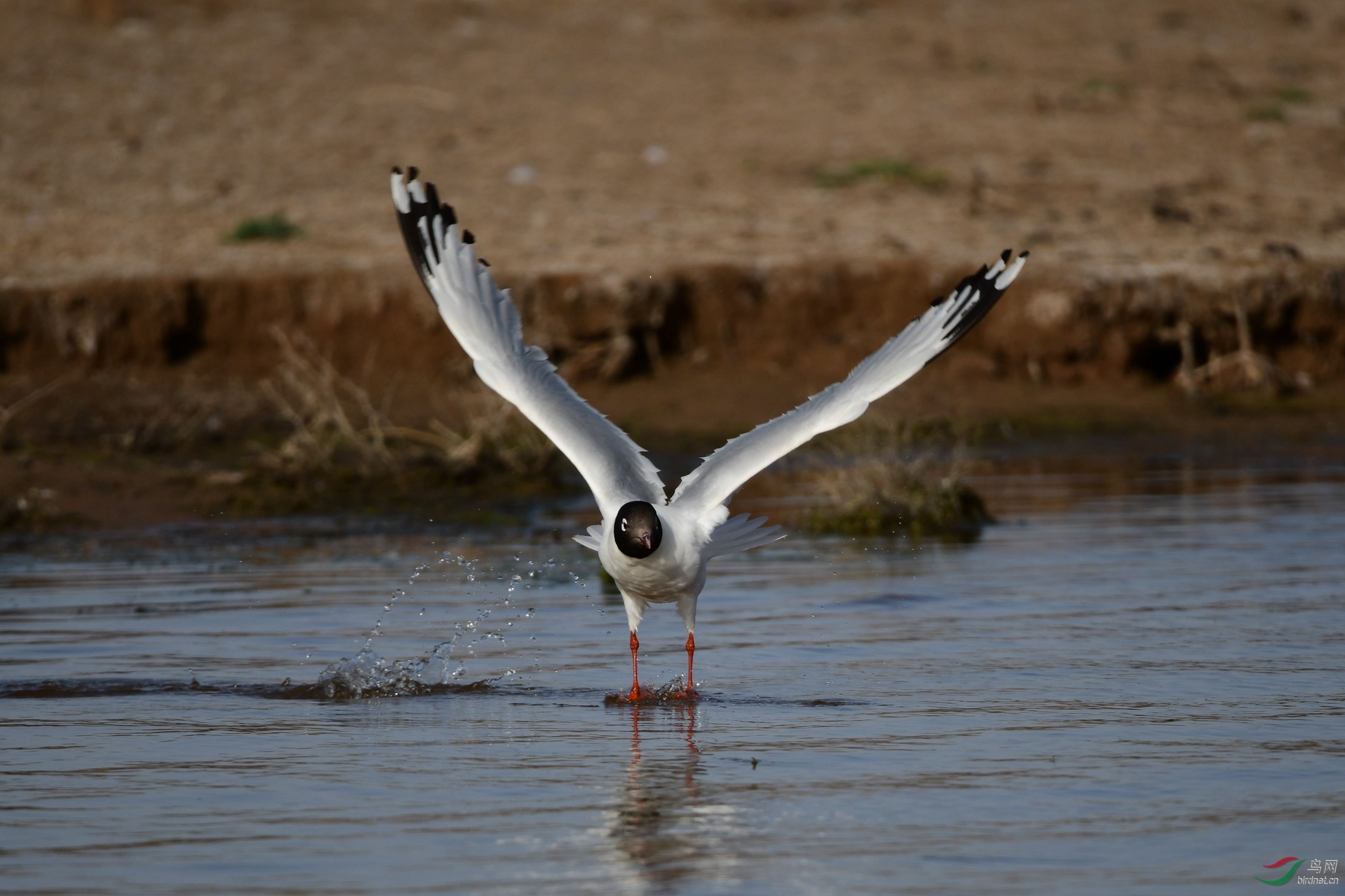 ��Ÿ �γ��ط�ǹ����ˮ�� (13).JPG