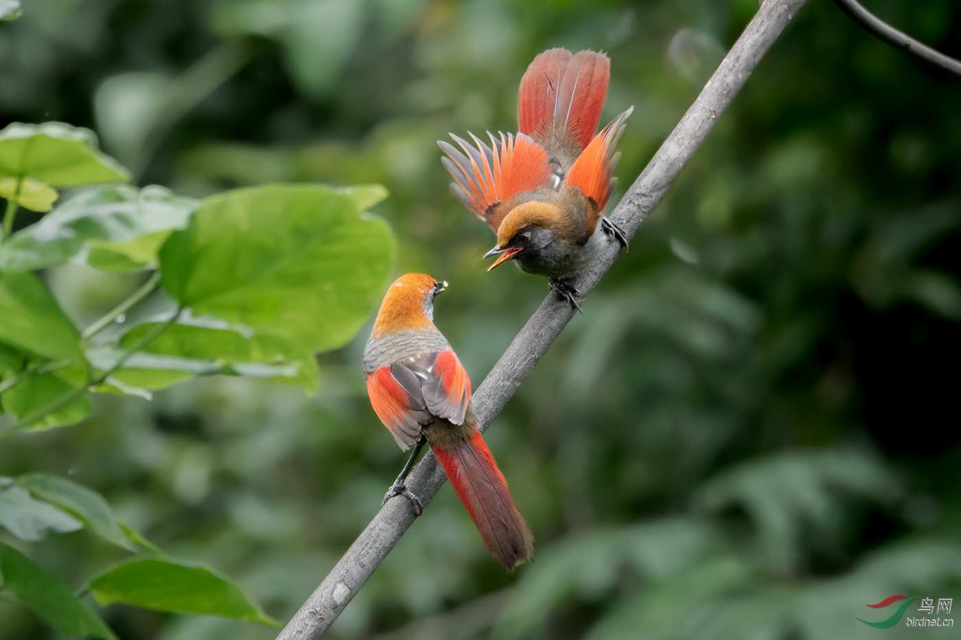 DSC_9787.jpg