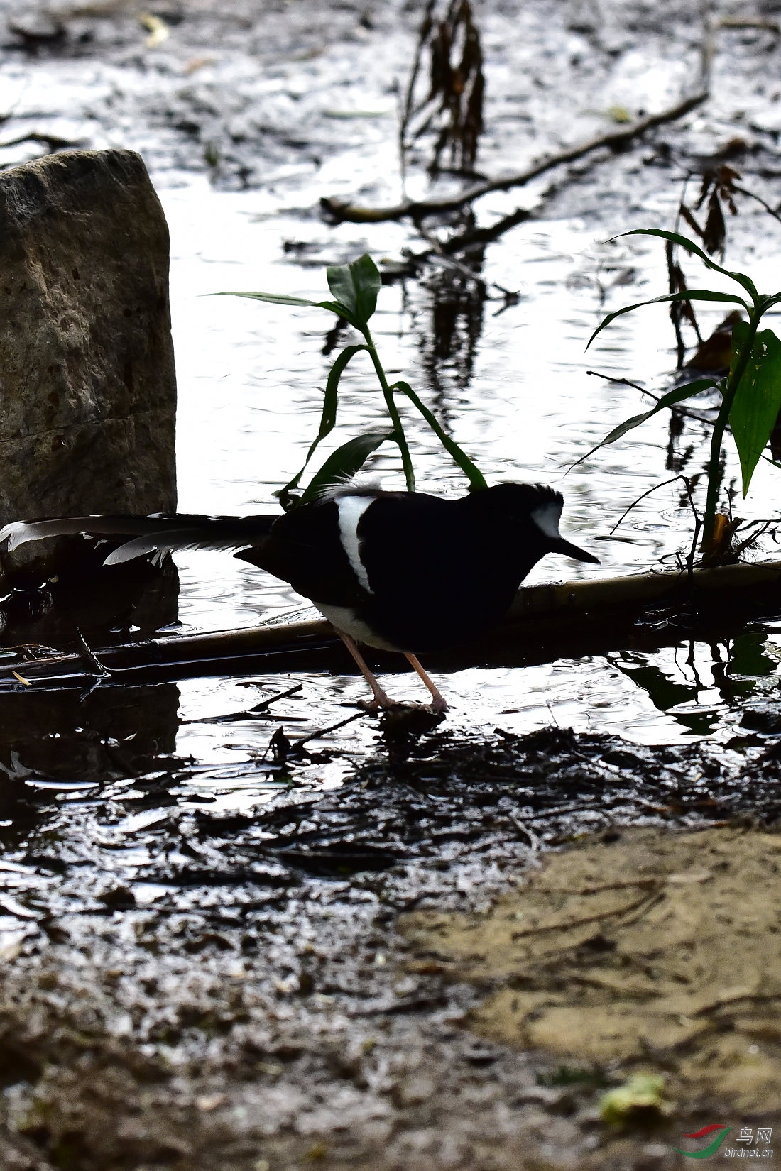 DSC_0422.JPG