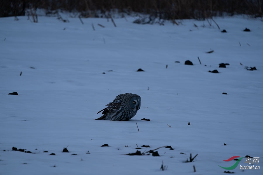 DSC02691.jpg