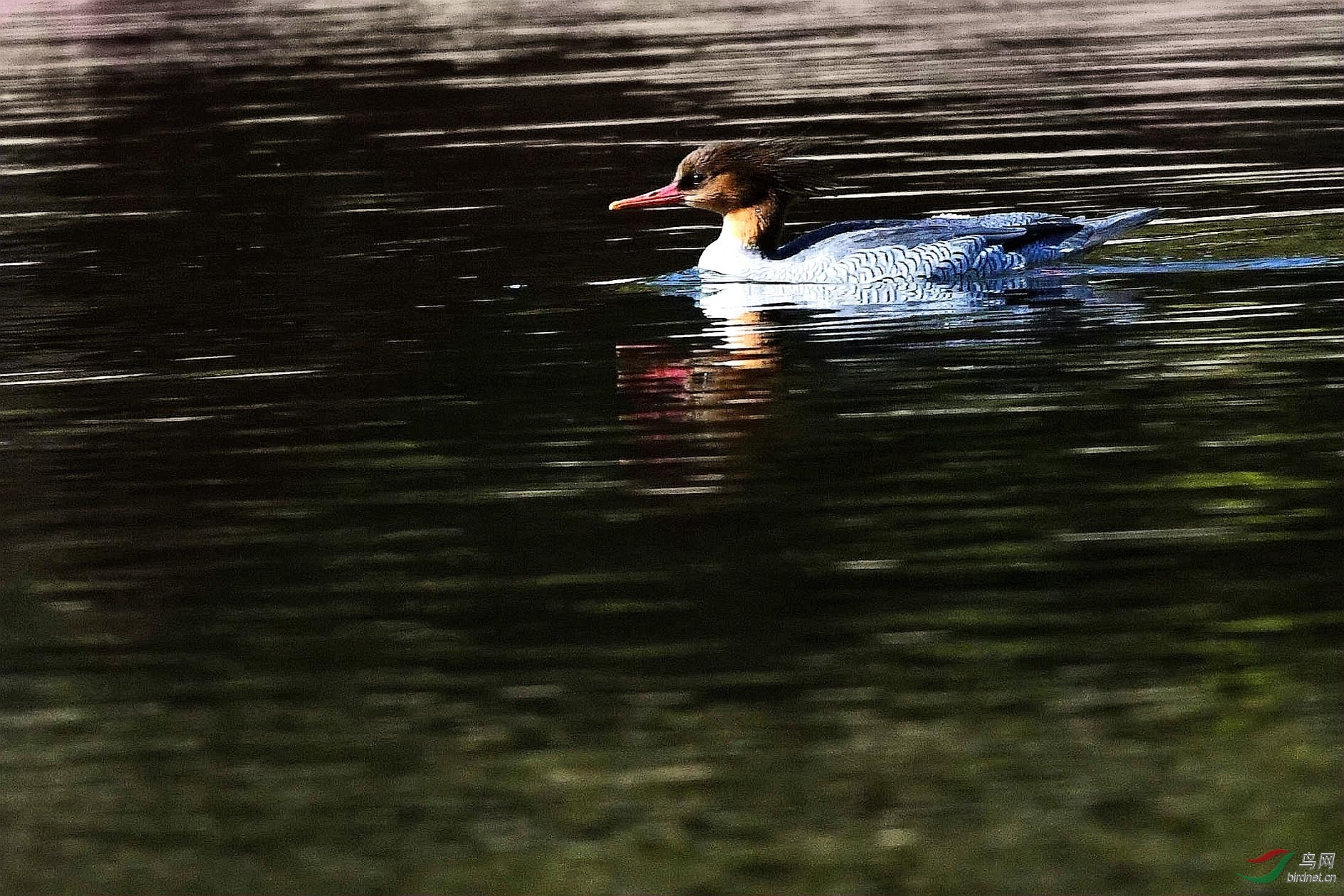 DSC_9500_����.jpg