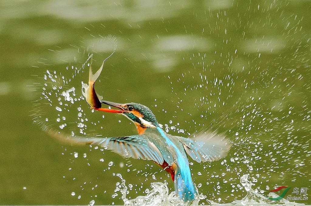 ץ������