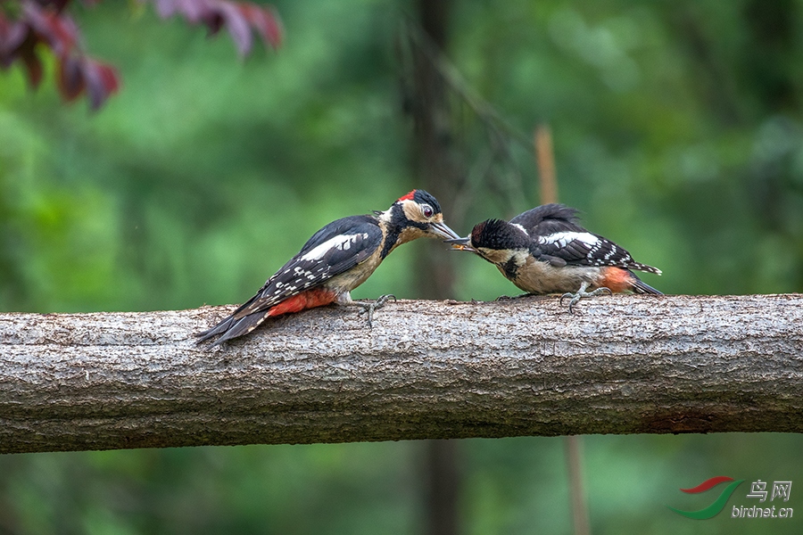 �����ľ��