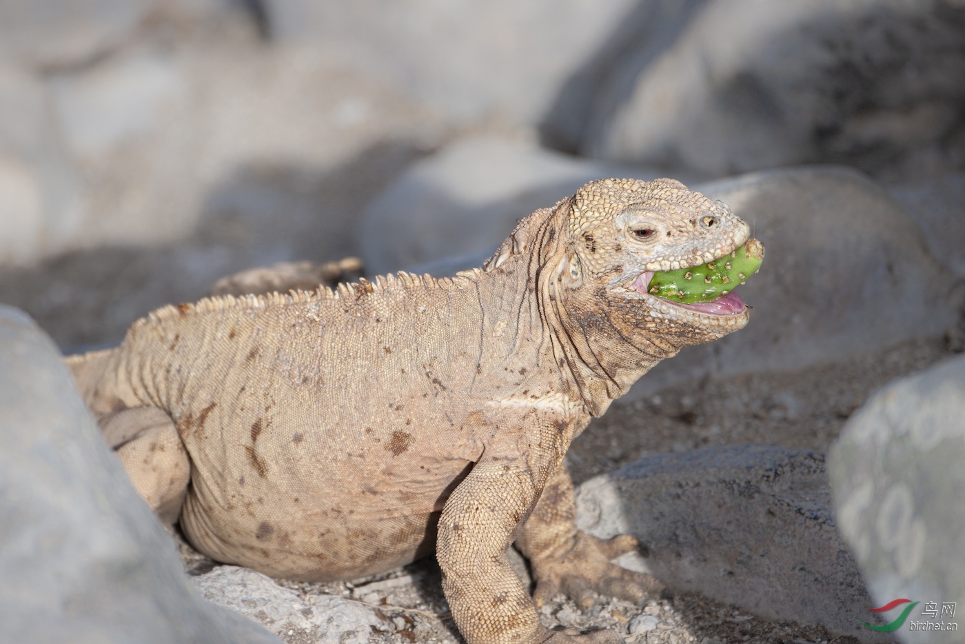加拉帕戈斯陆鬣蜥