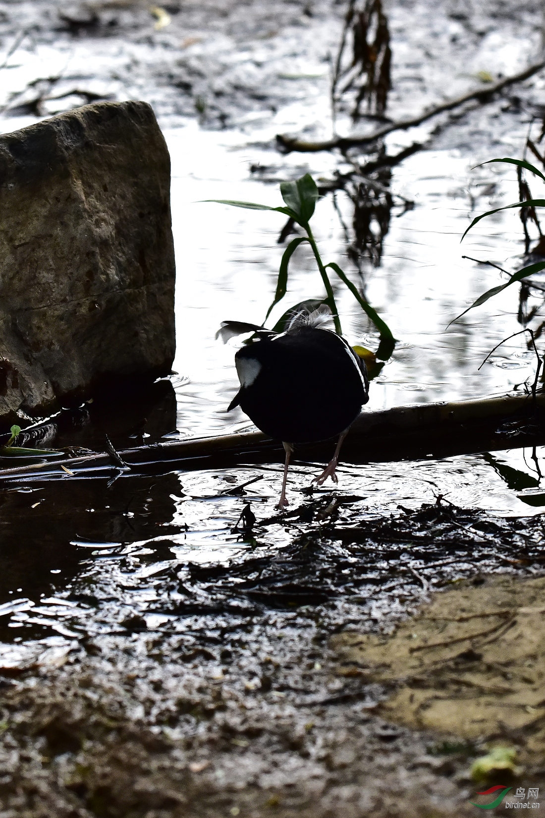 DSC_0424.JPG