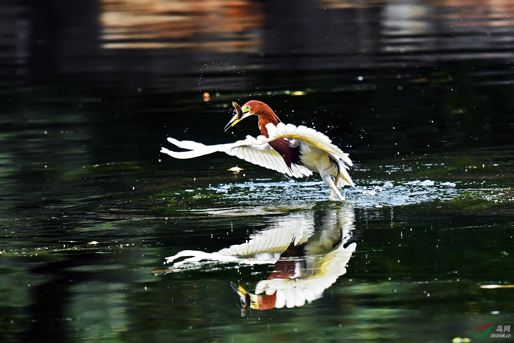 DSC_4741.jpg