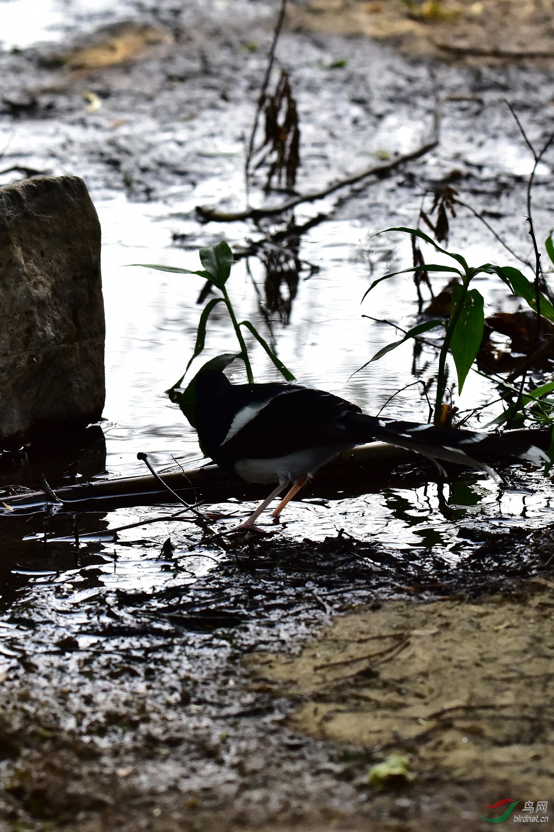 DSC_0426.JPG