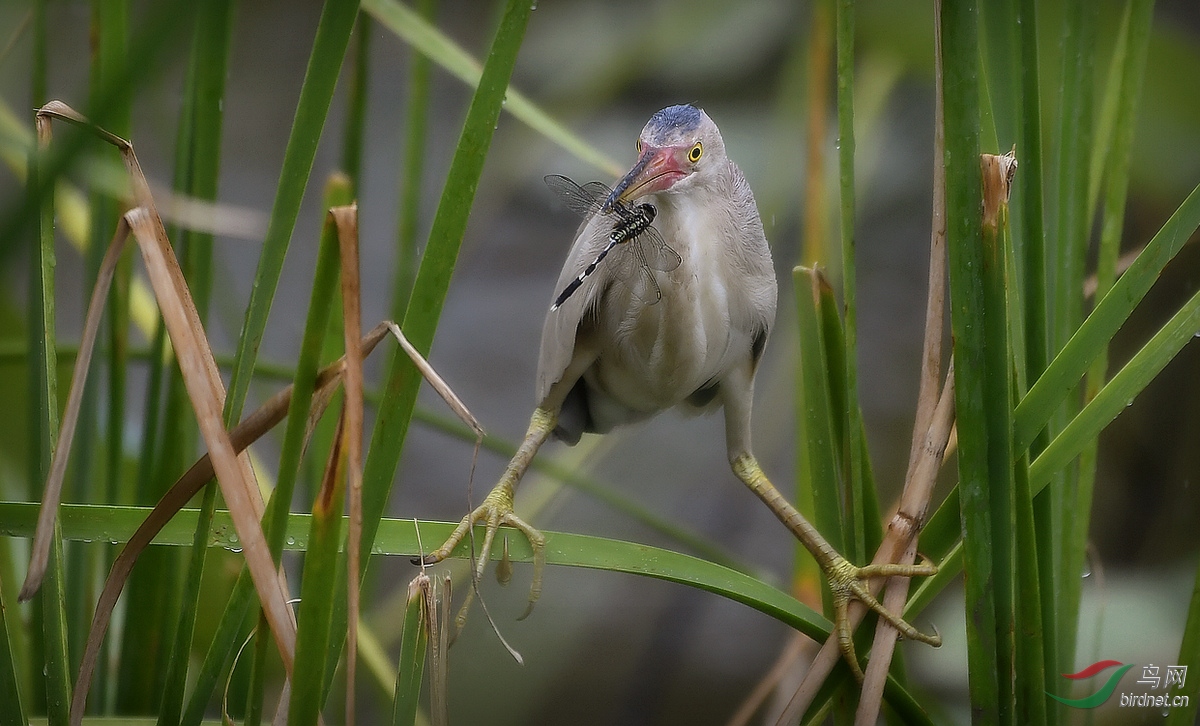 _DSC9048 - ����.JPG