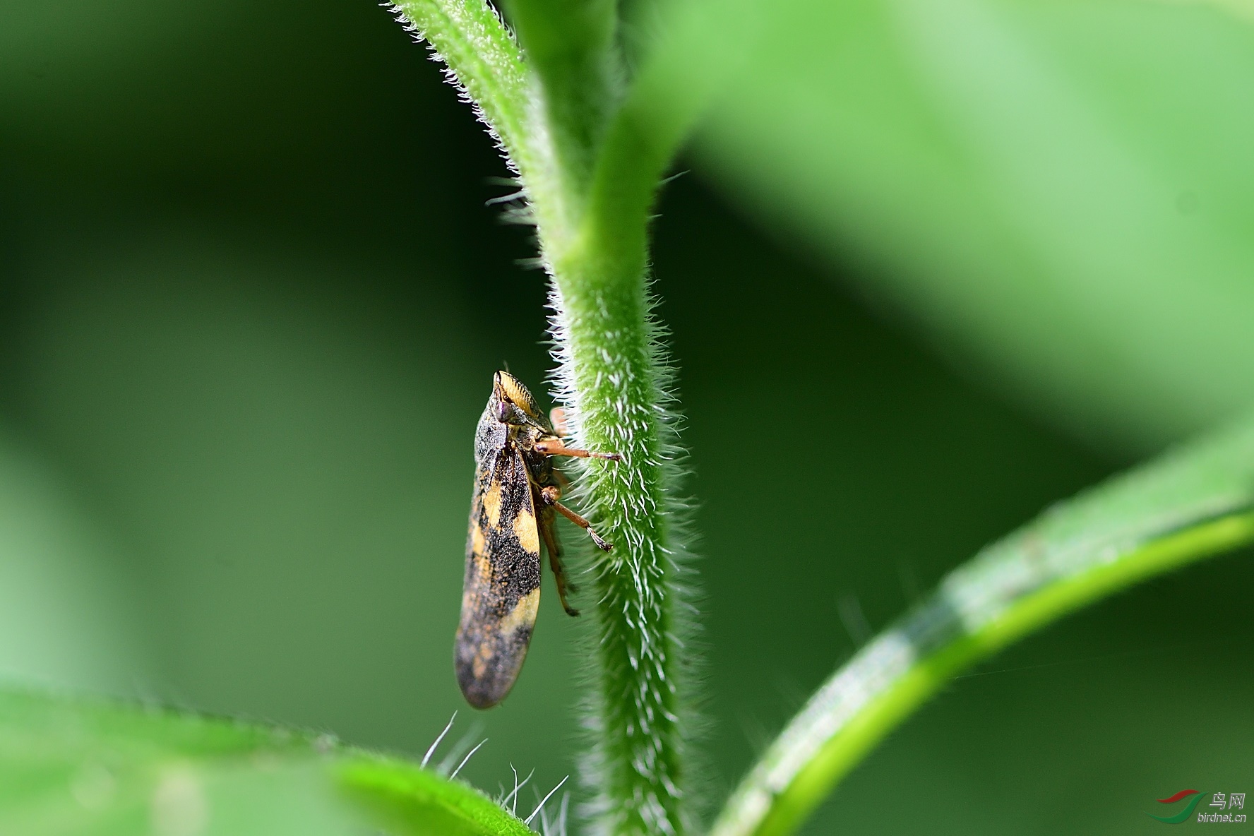 DSC_7935_00001.jpg