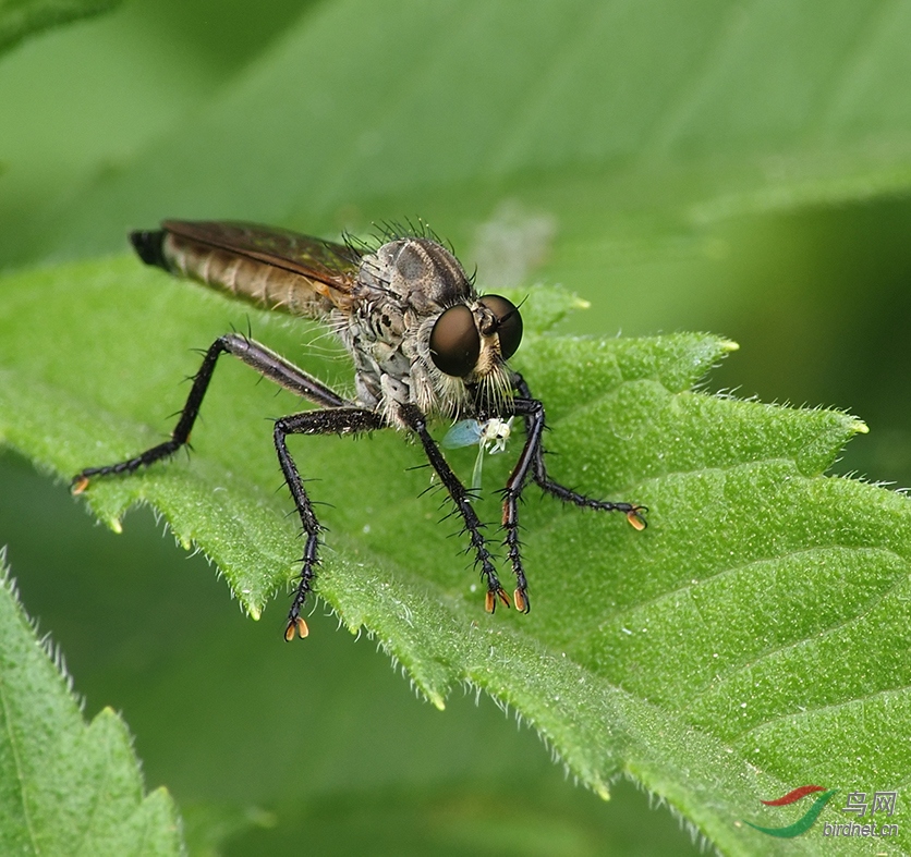 ����С����