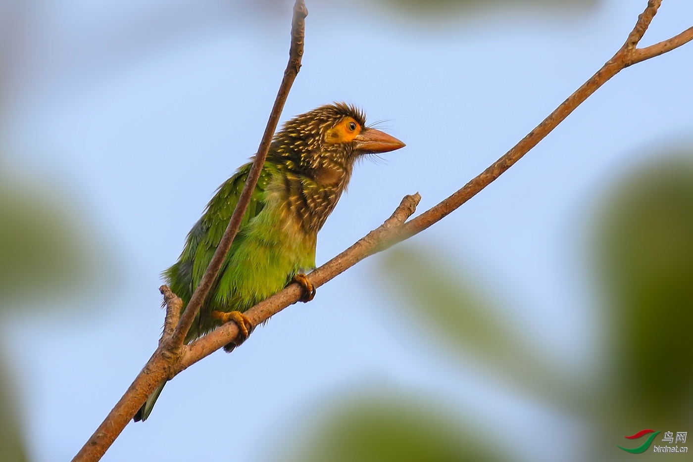 ����09 ��ʦ����������ʡ ��ɽ��.jpg