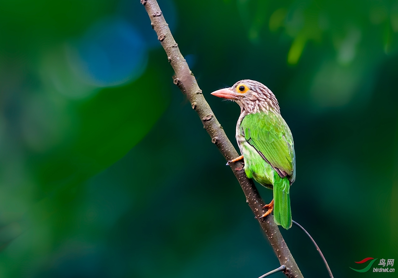 ���� ��ʦ����.jpg