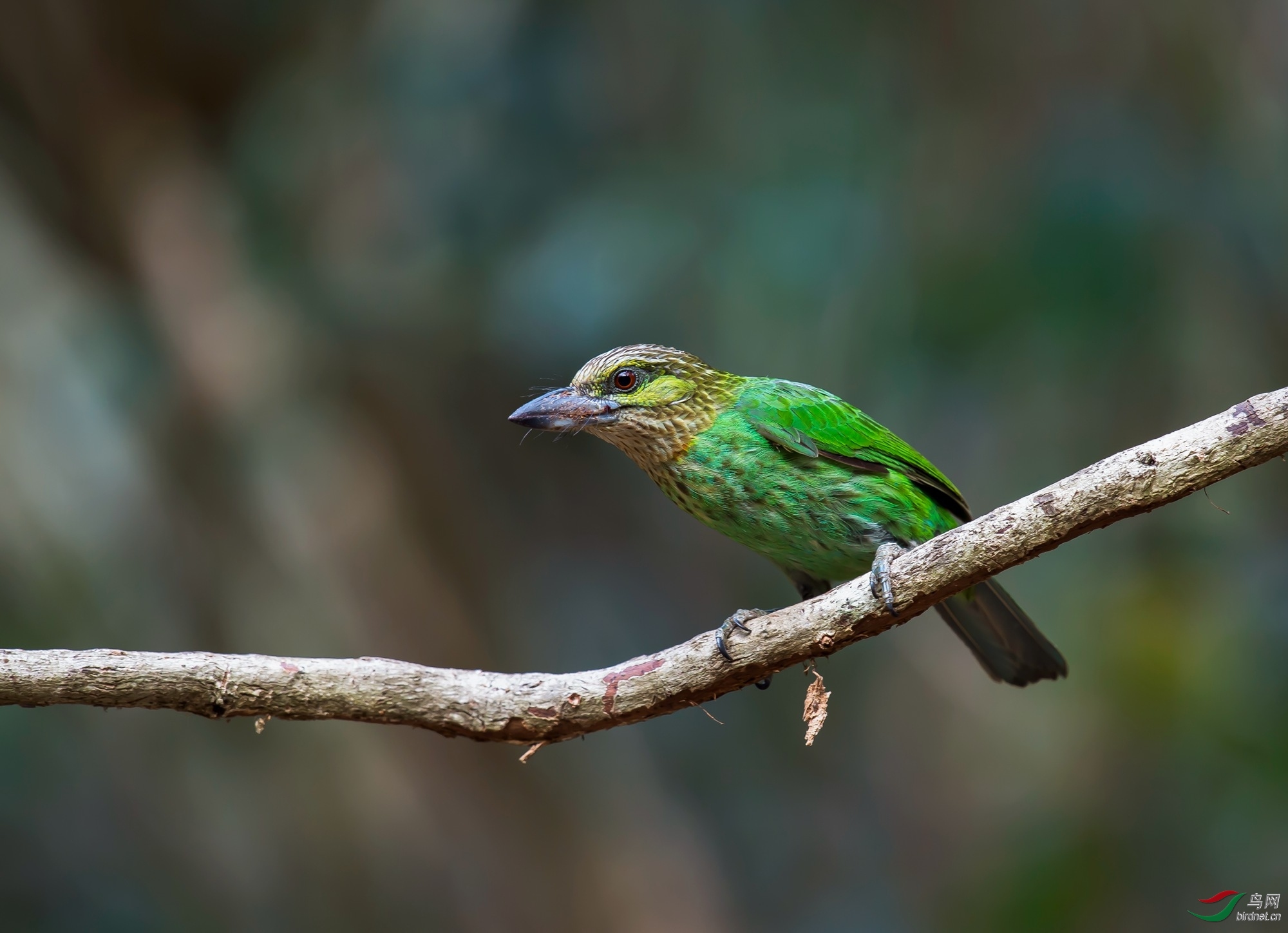 �ϱ��´�xa ��ʦ����.jpg